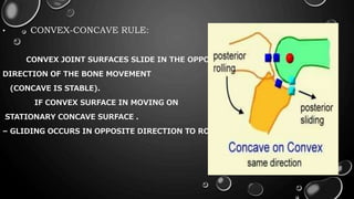 • CONVEX-CONCAVE RULE:
CONVEX JOINT SURFACES SLIDE IN THE OPPOSITE
DIRECTION OF THE BONE MOVEMENT
(CONCAVE IS STABLE).
IF CONVEX SURFACE IN MOVING ON
STATIONARY CONCAVE SURFACE .
– GLIDING OCCURS IN OPPOSITE DIRECTION TO ROLL .
 