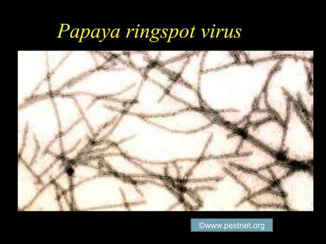 Red Ringspot Virus Papaya ring spot disease | PPTX | Agriculture | Industries