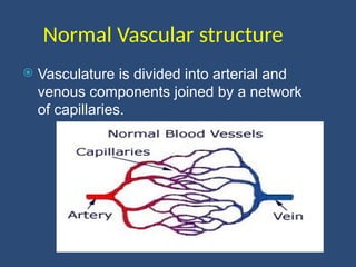 Normal Vascular structure
 Vasculature is divided into arterial and
venous components joined by a network
of capillaries.
 
