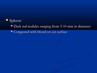  Spleen:Spleen:
 Dark red nodules ranging from 3-10 mm in diameterDark red nodules ranging from 3-10 mm in diameter
 Congested with blood on cut surfaceCongested with blood on cut surface
 