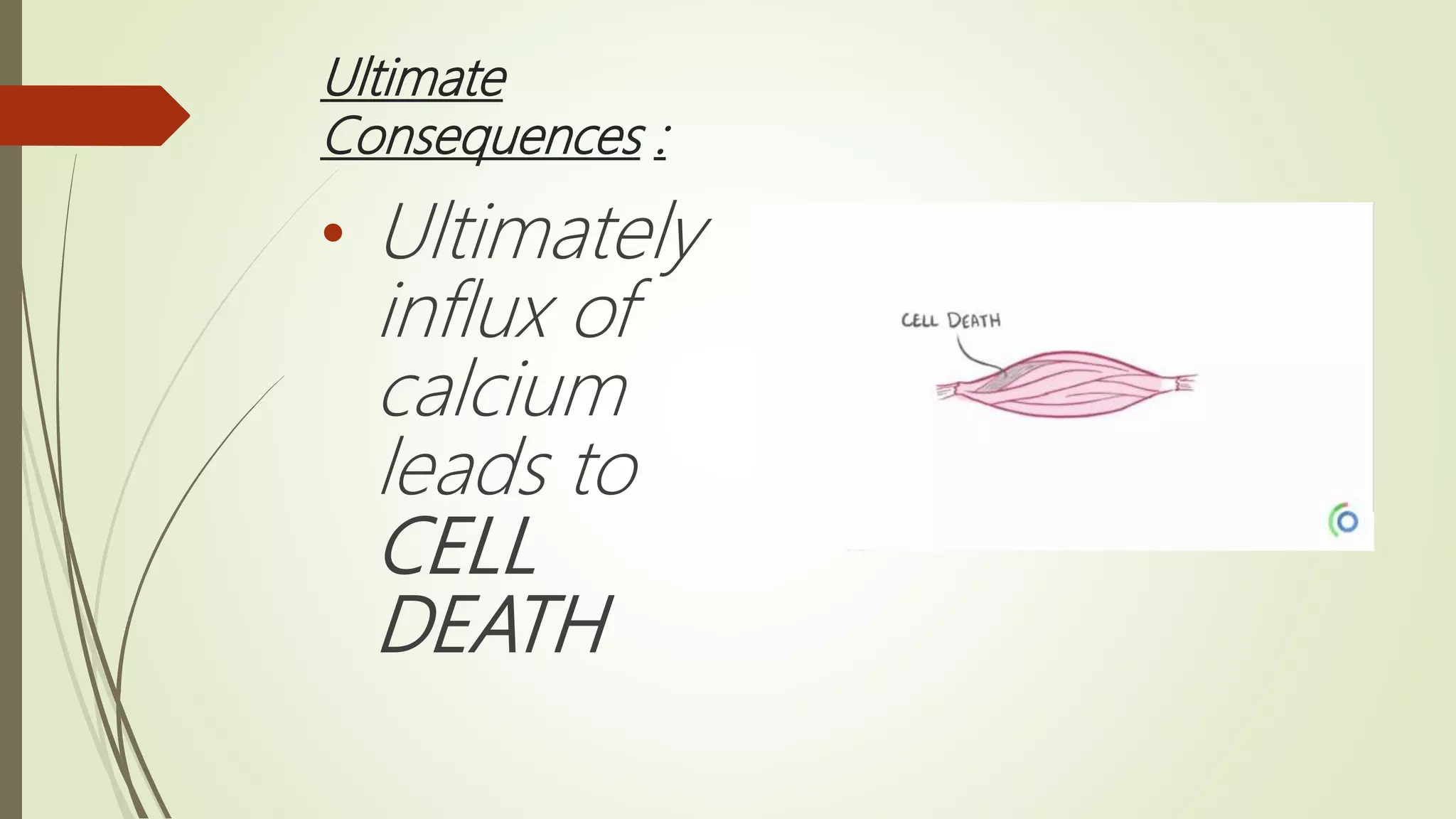 Ultimate
Consequences :
• Ultimately
influx of
calcium
leads to
CELL
DEATH
 