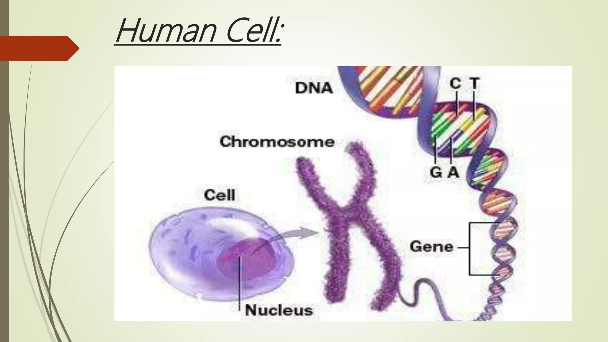 Human Cell:
 