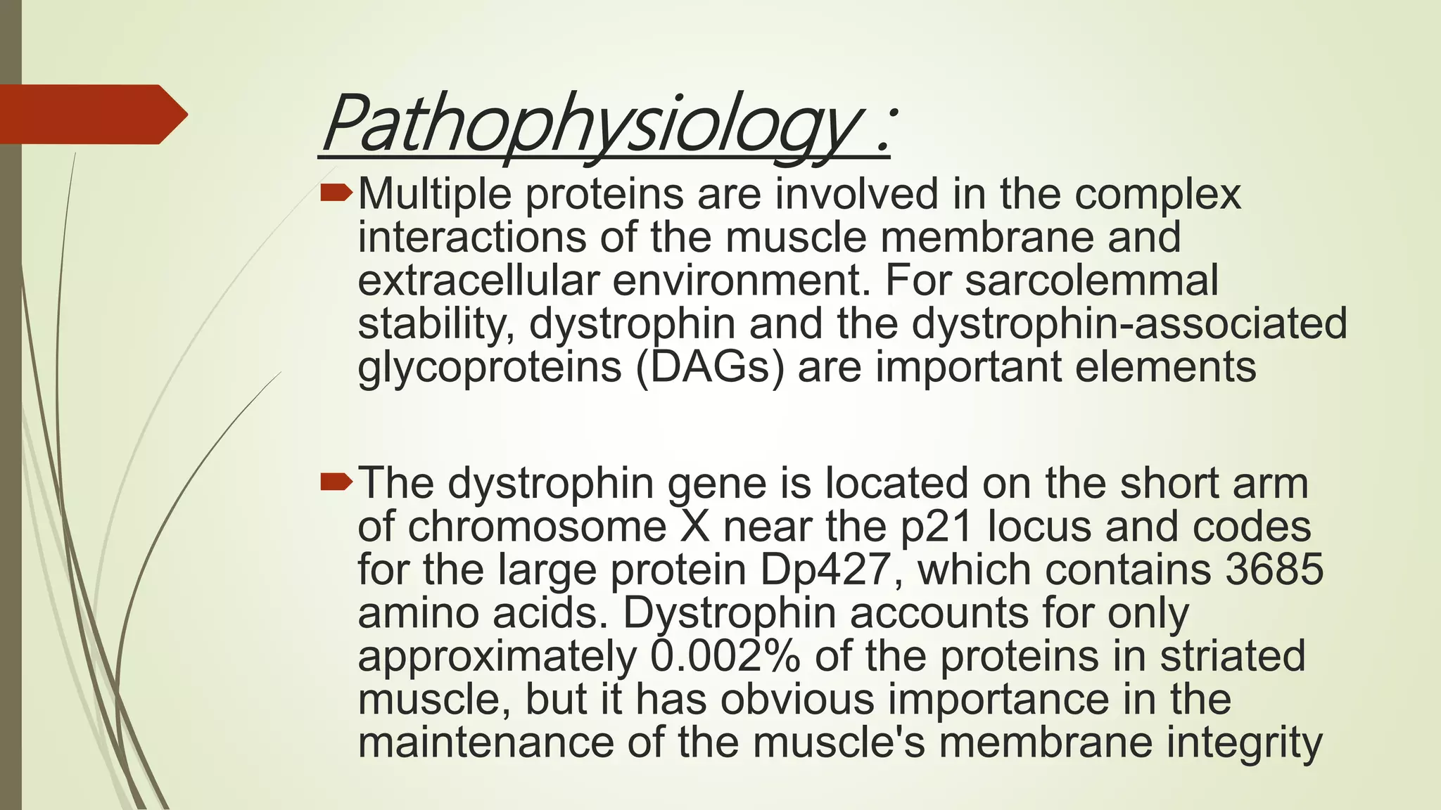 Pathophysiology :
Multiple proteins are involved in the complex
interactions of the muscle membrane and
extracellular environment. For sarcolemmal
stability, dystrophin and the dystrophin-associated
glycoproteins (DAGs) are important elements
The dystrophin gene is located on the short arm
of chromosome X near the p21 locus and codes
for the large protein Dp427, which contains 3685
amino acids. Dystrophin accounts for only
approximately 0.002% of the proteins in striated
muscle, but it has obvious importance in the
maintenance of the muscle's membrane integrity
 