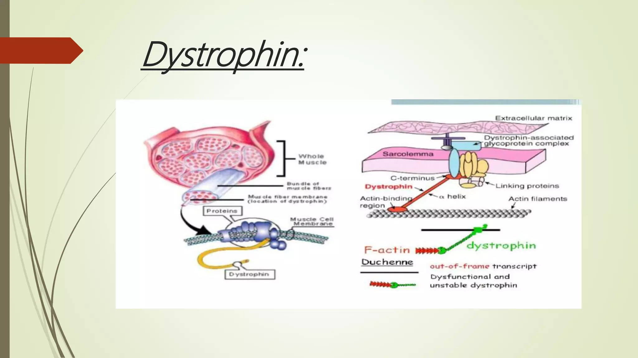 Dystrophin:
 