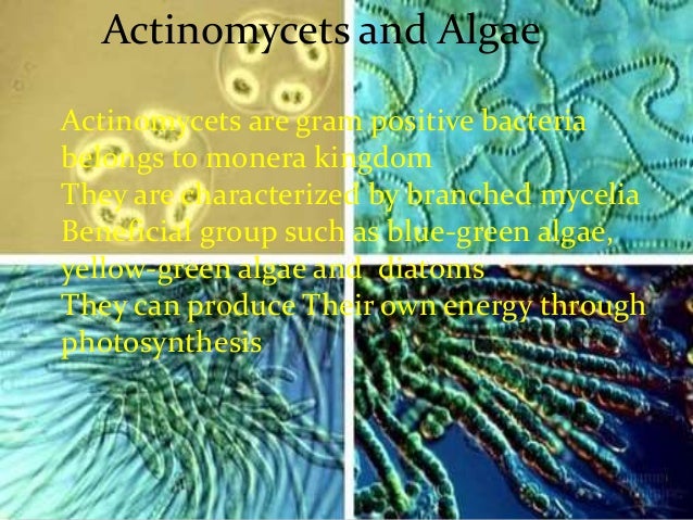 soil organisms & there benifficial and harmful roles