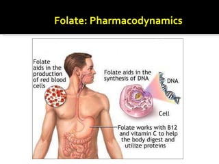 Folate:  Pharmacodynamics 