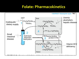 Folate:  Pharmacokinetics Inadequate dietary supply Small  intestinal  disease Uremia alcoholism, hepatic disease  Vitamin B12  deficiency  