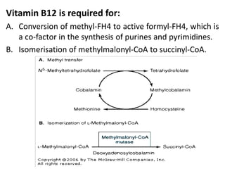 Vitamin B12 is required for:
A. Conversion of methyl-FH4 to active formyl-FH4, which is
a co-factor in the synthesis of purines and pyrimidines.
B. Isomerisation of methylmalonyl-CoA to succinyl-CoA.
 