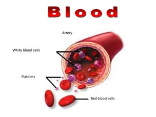 White blood cells
Platelets
Red blood cells
Artery
 