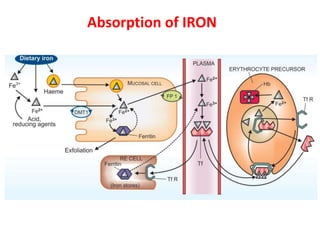 Absorption of IRON
 