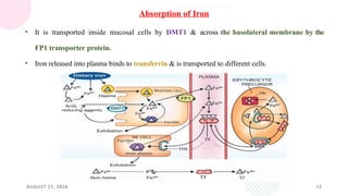 AUGUST 21, 2026 12
Absorption of Iron
• It is transported inside mucosal cells by DMT1 & across the basolateral membrane by the
FP1 transporter protein.
• Iron released into plasma binds to transferrin & is transported to different cells.
 