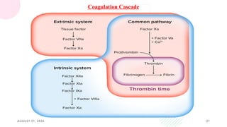 AUGUST 21, 2026 21
Coagulation Cascade
 