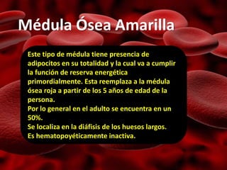 Médula Ósea Amarilla
Este tipo de médula tiene presencia de
adipocitos en su totalidad y la cual va a cumplir
la función de reserva energética
primordialmente. Esta reemplaza a la médula
ósea roja a partir de los 5 años de edad de la
persona.
Por lo general en el adulto se encuentra en un
50%.
Se localiza en la diáfisis de los huesos largos.
Es hematopoyéticamente inactiva.
 