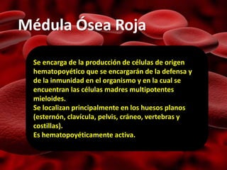 Médula Ósea Roja
Se encarga de la producción de células de origen
hematopoyético que se encargarán de la defensa y
de la inmunidad en el organismo y en la cual se
encuentran las células madres multipotentes
mieloides.
Se localizan principalmente en los huesos planos
(esternón, clavícula, pelvis, cráneo, vertebras y
costillas).
Es hematopoyéticamente activa.
 