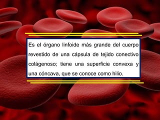 Es el órgano linfoide más grande del cuerpo
revestido de una cápsula de tejido conectivo
colágenoso; tiene una superficie convexa y
una cóncava, que se conoce como hilio.
 