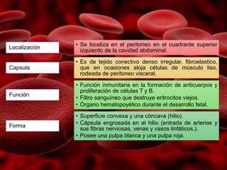 Localización
• Se localiza en el peritoneo en el cuadrante superior
izquierdo de la cavidad abdominal.
Capsula
• Es de tejido conectivo denso irregular, fibroelastico,
que en ocasiones aloja células de músculo liso,
rodeada de peritoneo visceral.
Función
• Función inmunitaria en la formación de anticuerpos y
proliferación de células T y B.
• Filtro sanguíneo que destruye eritrocitos viejos.
• Órgano hematopoyético durante el desarrollo fetal.
Forma
• Superficie convexa y una cóncava (hilio).
• Cápsula engrosada en el hilio (entrada de arterias y
sus fibras nerviosas, venas y vasos linfáticos.).
• Posee una pulpa blanca y una pulpa roja.
 