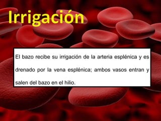 El bazo recibe su irrigación de la arteria esplénica y es
drenado por la vena esplénica; ambos vasos entran y
salen del bazo en el hilio.
 