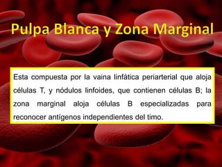 Esta compuesta por la vaina linfática periarterial que aloja
células T, y nódulos linfoides, que contienen células B; la
zona marginal aloja células B especializadas para
reconocer antígenos independientes del timo.
 