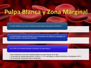 La vaina linfática que rodea la arteriola central está compuesta por linfocitos T.
La VLPA encierra nódulos linfoides, que se componen de células B y desplazan la
arteriola central a una posición periférica.
• Esta rodeada por una zona marginal (separa la pulpa blanca de la roja)
• Compuesta de células plasmáticas, linfocitos T y B, macrófagos y células dendríticas interdigitales (APC).
• Se encuentran numerosos senos marginales.
Las VLPA y los nódulos linfoides constituyen la pulpa blanca.
 