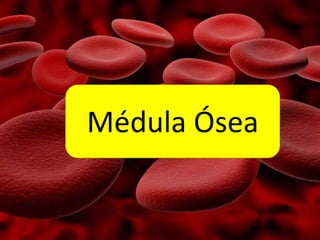 Médula Ósea
 