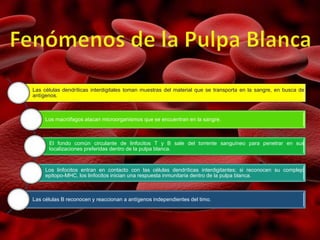 Las células dendríticas interdigitales toman muestras del material que se transporta en la sangre, en busca de
antígenos.
Los macrófagos atacan microorganismos que se encuentran en la sangre.
El fondo común circulante de linfocitos T y B sale del torrente sanguíneo para penetrar en sus
localizaciones preferidas dentro de la pulpa blanca.
Los linfocitos entran en contacto con las células dendríticas interdigitantes; si reconocen su complejo
epitopo-MHC, los linfocitos inician una respuesta inmunitaria dentro de la pulpa blanca.
Las células B reconocen y reaccionan a antígenos independientes del timo.
 