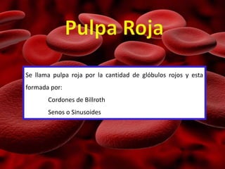 Se llama pulpa roja por la cantidad de glóbulos rojos y esta
formada por:
Cordones de Billroth
Senos o Sinusoides
 