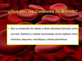 • Son un entramado de células y fibras reticulares (funciona como
una red). Sostienen a células extravasadas de los capilares como
eritrocitos, plaquetas, macrófagos y células plasmáticas.
 