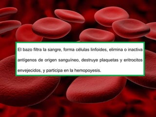 El bazo filtra la sangre, forma células linfoides, elimina o inactiva
antígenos de origen sanguíneo, destruye plaquetas y eritrocitos
envejecidos, y participa en la hemopoyesis.
 