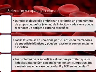 Selección y expansión clonales
• Durante el desarrollo embrionario se forma un gran número
de grupos pequeños (clonas) de linfocitos, cada clona puede
reconocer un antígeno extraño especifico
• Todas las células de una clona particular tienen marcadores
de superficie idénticos y pueden reaccionar con un antígeno
especifico
• Las proteínas de la superficie celular que permiten que los
linfocitos interactúen con antígenos son anticuerpos unidos
a membrana en el caso de células B y TCR en las células T.
 