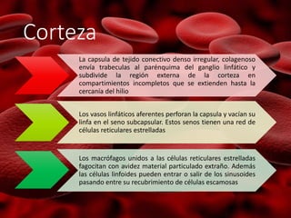 Corteza
La capsula de tejido conectivo denso irregular, colagenoso
envía trabeculas al parénquima del ganglio linfático y
subdivide la región externa de la corteza en
compartimientos incompletos que se extienden hasta la
cercanía del hilio
Los vasos linfáticos aferentes perforan la capsula y vacían su
linfa en el seno subcapsular. Estos senos tienen una red de
células reticulares estrelladas
Los macrófagos unidos a las células reticulares estrelladas
fagocitan con avidez material particulado extraño. Además
las células linfoides pueden entrar o salir de los sinusoides
pasando entre su recubrimiento de células escamosas
 