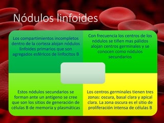 Nódulos linfoides
Los compartimientos incompletos
dentro de la corteza alojan nódulos
linfoides primarios que son
agregados esféricos de linfocitos B
Con frecuencia los centros de los
nódulos se tiñen mas pálidos
alojan centros germinales y se
conocen como nódulos
secundarios
Estos nódulos secundarios se
forman ante un antígeno se cree
que son los sitios de generación de
células B de memoria y plasmáticas
Los centros germinales tienen tres
zonas: oscura, basal clara y apical
clara. La zona oscura es el sitio de
proliferación intensa de células B
 