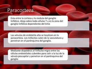 Paracorteza
Esta entre la corteza y la medula del ganglio
linfático. Aloja sobre todo células T y es la zona del
ganglio linfático dependiente del timo
Las vénulas de endotelio alto se localizan en la
paracorteza. Los linfocitos salen de la vasculatura y
penetran en el parénquima del ganglio.
Mediante diapédesis el linfocito migra entre las
células endoteliales cuboides para salir a la luz de la
vénula poscapilar y penetrar en el parénquima del
ganglio
 