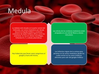 Medula
La médula está situada en la parte central del
linfonodo, con senos medulares por donde
discurre el líquido linfático y cordones
medulares de tejido linfático difuso entre los
anteriores. Es rica en células macrófagas,
linfocitos B y T, y células plasmáticas
Las células de los cordones medulares están
atrapadas en una red de fibras y células
reticulares
Hay trabeculas que llevan vasos sanguíneos al
ganglio y fuera del mismo.
Los linfocitos migran de la corteza para
penetrar en los senos medulares desde los
cuales entran en los vasos linfáticos
eferentes para salir del ganglio linfático
 