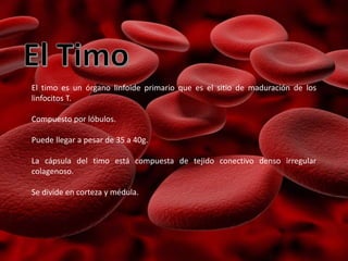 El timo es un órgano linfoide primario que es el sitio de maduración de los
linfocitos T.
Compuesto por lóbulos.
Puede llegar a pesar de 35 a 40g.
La cápsula del timo está compuesta de tejido conectivo denso irregular
colagenoso.
Se divide en corteza y médula.
 