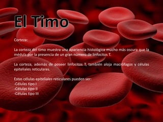 Corteza:
La corteza del timo muestra una apariencia histológica mucho más oscura que la
médula por la presencia de un gran número de linfocitos T.
La corteza, además de poseer linfocitos T, también aloja macrófagos y células
epiteliales reticulares.
Estas células epiteliales reticulares pueden ser:
-Células tipo I
-Células tipo II
-Células tipo III
 