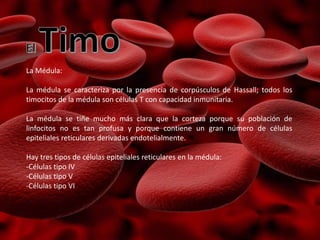 La Médula:
La médula se caracteriza por la presencia de corpúsculos de Hassall; todos los
timocitos de la médula son células T con capacidad inmunitaria.
La médula se tiñe mucho más clara que la corteza porque su población de
linfocitos no es tan profusa y porque contiene un gran número de células
epiteliales reticulares derivadas endotelialmente.
Hay tres tipos de células epiteliales reticulares en la médula:
-Células tipo IV
-Células tipo V
-Células tipo VI
 