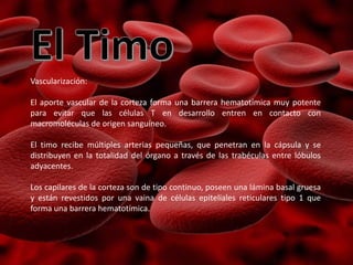 Vascularización:
El aporte vascular de la corteza forma una barrera hematotímica muy potente
para evitar que las células T en desarrollo entren en contacto con
macromoléculas de origen sanguíneo.
El timo recibe múltiples arterias pequeñas, que penetran en la cápsula y se
distribuyen en la totalidad del órgano a través de las trabéculas entre lóbulos
adyacentes.
Los capilares de la corteza son de tipo continuo, poseen una lámina basal gruesa
y están revestidos por una vaina de células epiteliales reticulares tipo 1 que
forma una barrera hematotímica.
 