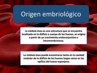Origen embriológico
La médula ósea es una estructura que se encuentra
localizada en la diáfisis o cuerpo de los huesos, se origina
a partir de un crecimiento endoconjuntivo o
intramembranoso.
La médula ósea puede encontrarse tanto en la cavidad
medular de la diáfisis de los huesos largos como en las
epífisis del hueso esponjoso.
 