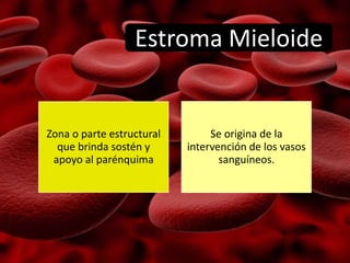 Zona o parte estructural
que brinda sostén y
apoyo al parénquima
Se origina de la
intervención de los vasos
sanguíneos.
Estroma Mieloide
 