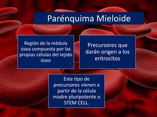 Región de la médula
ósea compuesta por las
propias células del tejido
óseo
Precursores que
darán origen a los
eritrocitos
Este tipo de
precursores vienen a
partir de la célula
madre pluripotente o
STEM CELL.
Parénquima Mieloide
 