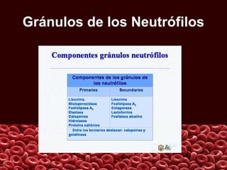 Gránulos de los Neutrófilos
 