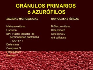 GRÁNULOS PRIMARIOS
ó AZURÓFILOS
ENZIMAS MICROBICIDAS
Mieloperoxidasa
Lisosima
BPI: (Factor inductor de
permeabilidad bacteriana
/ CAP 57 )
Defensinas
Catepsina G
Proteinasa 3
Elastasa
HIDROLASAS ÁCIDAS
Β Glucuronidasa
Catepsina B
Catepsina D
Aril-sulfatasa
 