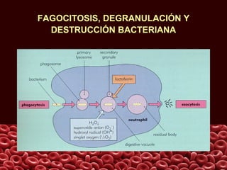 FAGOCITOSIS, DEGRANULACIÓN Y
DESTRUCCIÓN BACTERIANA
 