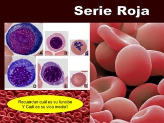 Recuerdan cuál es su función
Y Cuál es su vida media?
 