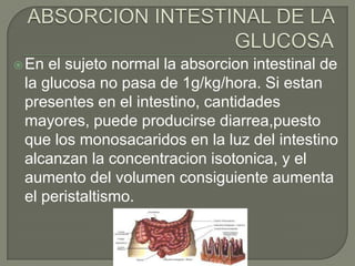  En el sujeto normal la absorcion intestinal de
 la glucosa no pasa de 1g/kg/hora. Si estan
 presentes en el intestino, cantidades
 mayores, puede producirse diarrea,puesto
 que los monosacaridos en la luz del intestino
 alcanzan la concentracion isotonica, y el
 aumento del volumen consiguiente aumenta
 el peristaltismo.
 