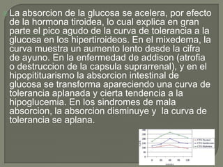  La absorcion de la glucosa se acelera, por efecto
 de la hormona tiroidea, lo cual explica en gran
 parte el pico agudo de la curva de tolerancia a la
 glucosa en los hipertiroideos. En el mixedema, la
 curva muestra un aumento lento desde la cifra
 de ayuno. En la enfermedad de addison (atrofia
 o destruccion de la capsula suprarrenal), y en el
 hipopitituarismo la absorcion intestinal de
 glucosa se transforma apareciendo una curva de
 tolerancia aplanada y cierta tendencia a la
 hipoglucemia. En los sindromes de mala
 absorcion, la absorcion disminuye y la curva de
 tolerancia se aplana.
 