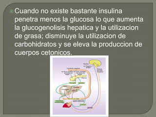  Cuando  no existe bastante insulina
 penetra menos la glucosa lo que aumenta
 la glucogenolisis hepatica y la utilizacion
 de grasa; disminuye la utilizacion de
 carbohidratos y se eleva la produccion de
 cuerpos cetonicos.
 