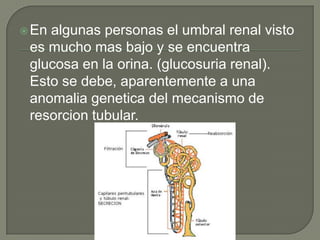  Enalgunas personas el umbral renal visto
 es mucho mas bajo y se encuentra
 glucosa en la orina. (glucosuria renal).
 Esto se debe, aparentemente a una
 anomalia genetica del mecanismo de
 resorcion tubular.
 