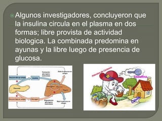  Algunos  investigadores, concluyeron que
 la insulina circula en el plasma en dos
 formas; libre provista de actividad
 biologica. La combinada predomina en
 ayunas y la libre luego de presencia de
 glucosa.
 