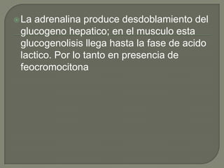  Laadrenalina produce desdoblamiento del
 glucogeno hepatico; en el musculo esta
 glucogenolisis llega hasta la fase de acido
 lactico. Por lo tanto en presencia de
 feocromocitona
 